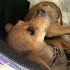 Подробнее об объявлении «Котельники Пропала собака кобель той терьер» Фото: пропала собака Той-терьер «Котельники Пропала собака кобель той терьер» в г. Котельники