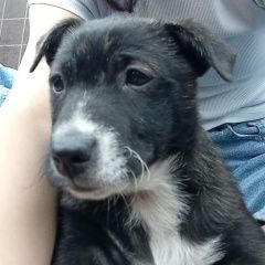 Подробнее об объявлении «Владикавказ Пропала собака с щенком» Фото: пропала собака  «Владикавказ Пропала собака с щенком» в г. Владикавказ