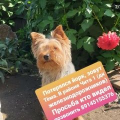 Подробнее об объявлении «Чита Пропала собака кобель йорк» Фото: пропала собака Йоркширский терьер «Чита Пропала собака кобель йорк» в г. Чита