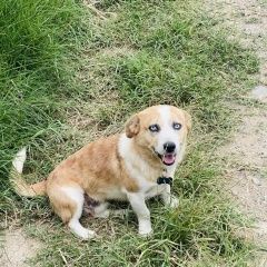 Подробнее об объявлении «Пропала собака кобель просим помощи Тбилиси» Фото: пропала собака  «Пропала собака кобель просим помощи Тбилиси» в г. Тбилиси