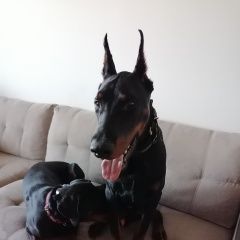 Подробнее об объявлении «Волгоград Пропала собака кобель» Фото: пропала собака Доберман «Волгоград Пропала собака кобель» в г. Волгоград