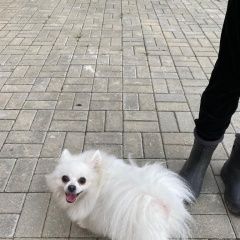 Подробнее об объявлении «Балашиха Пропала собака киров руслан владимирович» Фото: пропала собака  «Балашиха Пропала собака киров руслан владимирович» в г. Балашиха