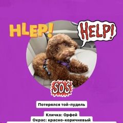 Подробнее об объявлении «Орехово-Зуево Пропала собака кобель» Фото: пропала собака Пудель «Орехово-Зуево Пропала собака кобель» в г. Орехово-Зуево