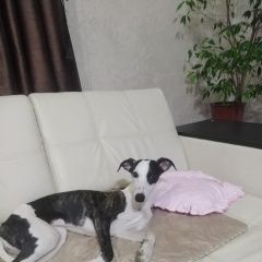 Подробнее об объявлении «Анапа Пропала собака помогите пожалуйста найти нашу девочку.» Фото: пропала собака Уиппет «Анапа Пропала собака помогите пожалуйста найти...» в г. Анапа