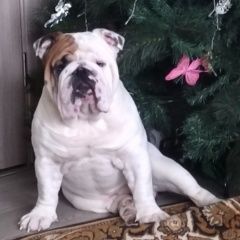 Подробнее об объявлении «Красноярск Пропала собака кобель помогите английский бульдог» Фото: пропала собака Английский бульдог «Красноярск Пропала собака кобель помогите...» в г. Красноярск