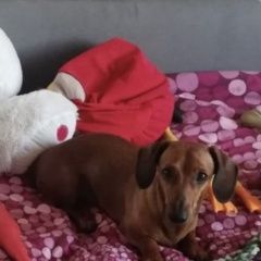 Подробнее об объявлении «Устюжна Пропала собака кобель» Фото: пропала собака Такса «Устюжна Пропала собака кобель» в г. Устюжна