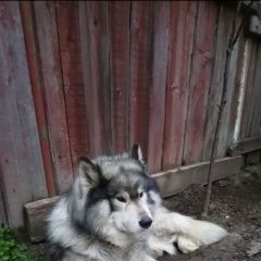 Подробнее об объявлении «Ростов-на-Дону Пропала собака кобель» Фото: пропала собака  «Ростов-на-Дону Пропала собака кобель» в г. Ростов-на-Дону