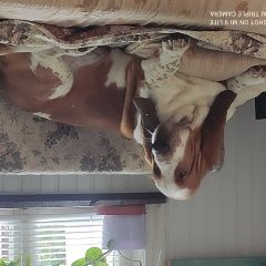 Подробнее об объявлении «Геленджик Пропала собака кобель бассет хаунд» Фото: пропала собака Бассет-хаунд «Геленджик Пропала собака кобель бассет хаунд» в г. Геленджик