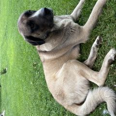 Подробнее об объявлении «Велегож Пропала собака кобель» Фото: пропала собака Анатолийская овчарка «Велегож Пропала собака кобель» в г. Велегож