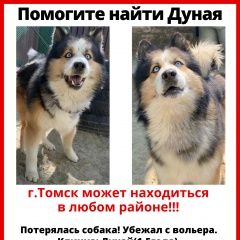 Подробнее об объявлении «Томск Пропала собака кобель помогите найти дуная» Фото: пропала собака  «Томск Пропала собака кобель помогите найти дуная» в г. Томск