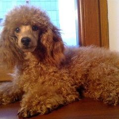 Подробнее об объявлении «Королев Пропала собака девочка той пудель» Фото: пропала собака Пудель «Королев Пропала собака девочка той пудель» в г. Королев