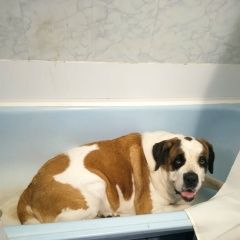 Подробнее об объявлении «Егорьевск Пропала собака друг» Фото: пропала собака Московская сторожевая «Егорьевск Пропала собака друг» в г. Егорьевск