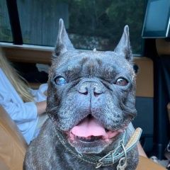 Подробнее об объявлении «Одинцово Пропала собака в районе солослово» Фото: пропала собака Французский бульдог «Одинцово Пропала собака в районе солослово» в г. Одинцово