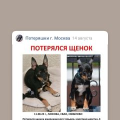 Подробнее об объявлении «Москва Пропала собака кобель нужна помощь, любая информация» Фото: пропала собака  «Москва Пропала собака кобель нужна помощь,...» в г. Москва