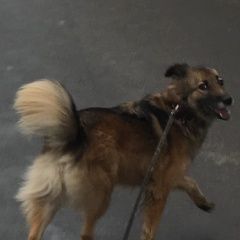 Подробнее об объявлении «Домодедово Пропала собака синди, 11 августa» Фото: пропала собака  «Домодедово Пропала собака синди, 11 августa» в г. Домодедово