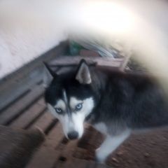 Подробнее об объявлении «Новочеркасск Пропала собака хаски» Фото: пропала собака  «Новочеркасск Пропала собака хаски» в г. Новочеркасск
