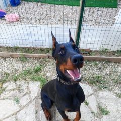 Подробнее об объявлении «Волгоград Пропала собака кобель доберман тони» Фото: пропала собака Доберман «Волгоград Пропала собака кобель доберман тони» в г. Волгоград