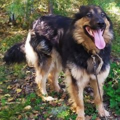 Подробнее об объявлении «Иркутск Пропала собака» Фото: пропала собака  «Иркутск Пропала собака» в г. Иркутск