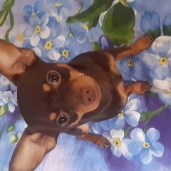 Подробнее об объявлении «Горно-Алтайск Пропала собака кобель той терьер, окрас шоколад» Фото: пропала собака  «Горно-Алтайск Пропала собака кобель той терьер,...» в г. Горно-Алтайск