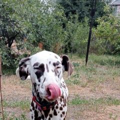 Подробнее об объявлении «Каскелен Пропала собака очень дружелюбная ласковая, плохо слышит» Фото: пропала собака Далматин «Каскелен Пропала собака очень дружелюбная...» в г. Каскелен
