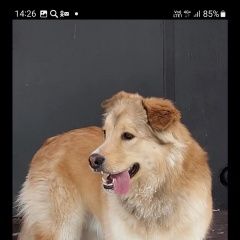 Картинка пропала собака В городе Тверь запропастился пес. Тверь