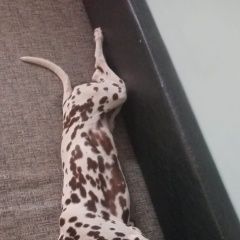 Подробнее об объявлении «Каскелен Пропала собака очень дружелюбная ласковая, плохо слышит» Фото: пропала собака  «Каскелен Пропала собака очень дружелюбная...» в г. Каскелен