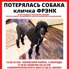 Подробнее об объявлении «Чехов Пропала собака кобель убежал с передержки» Фото: пропала собака Пудель «Чехов Пропала собака кобель убежал с передержки» в г. Чехов