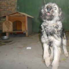 Подробнее об объявлении «Минеральные Воды Пропала собака» Фото: пропала собака  «Минеральные Воды Пропала собака» в г. Минеральные Воды