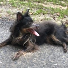 Подробнее об объявлении «Хотьково Пропала собака» Фото: пропала собака Русский той-терьер «Хотьково Пропала собака» в г. Хотьково