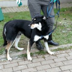 Подробнее об объявлении «Малоярославец Пропала собака кобель помогите найти» Фото: пропала собака  «Малоярославец Пропала собака кобель помогите найти» в г. Малоярославец