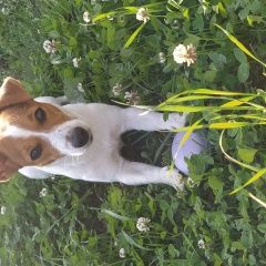 Подробнее об объявлении «Брянск Пропала собака порода джек рассел терьер» Фото: пропала собака Джек рассел терьер «Брянск Пропала собака порода джек рассел терьер» в г. Брянск