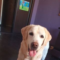 Подробнее об объявлении «Красноярск Пропала собака кобель лабрадор» Фото: пропала собака Лабрадор ретривер «Красноярск Пропала собака кобель лабрадор» в г. Красноярск