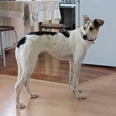 Подробнее об объявлении «Йошкар-Ола Пропала собака» Фото: пропала собака  «Йошкар-Ола Пропала собака» в г. Йошкар-Ола