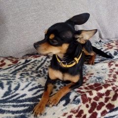 Подробнее об объявлении «Кисловодск Пропала собака кобель помогите найти любимца.» Фото: пропала собака Русский той-терьер «Кисловодск Пропала собака кобель помогите найти...» в г. Кисловодск