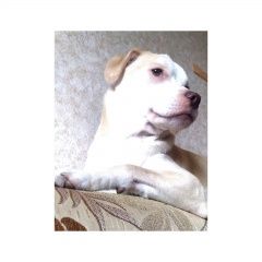 Подробнее об объявлении «Воронеж Пропала собака кобель» Фото: пропала собака Лабрадор ретривер «Воронеж Пропала собака кобель» в г. Воронеж