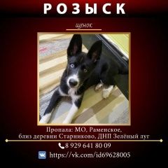 Подробнее об объявлении «Бронницы Пропала собака» Фото: пропала собака  «Бронницы Пропала собака» в г. Бронницы