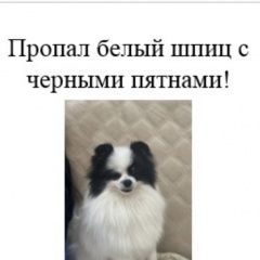 Подробнее об объявлении «Краснодар Пропала собака шпиц белый с черными пятнами» Фото: пропала собака Померанский шпиц «Краснодар Пропала собака шпиц белый с черными...» в г. Краснодар
