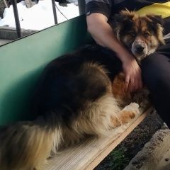 Подробнее об объявлении «Луганск Пропала собака кобель в районе магазина краснощековский» Фото: пропала собака  «Луганск Пропала собака кобель в районе магазина...» в г. Луганск