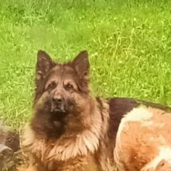 Подробнее об объявлении «Хотьково Пропала собака убежала рано утром.» Фото: пропала собака Немецкая овчарка «Хотьково Пропала собака убежала рано утром.» в г. Хотьково