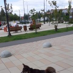 Подробнее об объявлении «Краснодар Пропала собака пожалуйста помогите найти собаку» Фото: пропала собака Бордер колли «Краснодар Пропала собака пожалуйста помогите...» в г. Краснодар