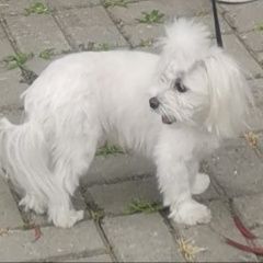 Подробнее об объявлении «Таганрог Пропала собака мальтийская болонка» Фото: пропала собака Мальтийская болонка «Таганрог Пропала собака мальтийская болонка» в г. Таганрог