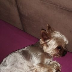 Подробнее об объявлении «Сочи Пропала собака кобель.» Фото: пропала собака Йоркширский терьер «Сочи Пропала собака кобель.» в г. Сочи