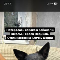 Подробнее об объявлении «Кисловодск Пропала собака» Фото: пропала собака  «Кисловодск Пропала собака» в г. Кисловодск