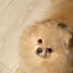 Подробнее об объявлении «Барнаул Пропала собака памеранский шпиц» Фото: пропала собака  «Барнаул Пропала собака памеранский шпиц» в г. Барнаул