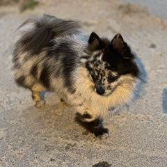 Подробнее об объявлении «Петродворец Пропала собака кобель шпиц, голубой мрамор» Фото: пропала собака  «Петродворец Пропала собака кобель шпиц, голубой...» в г. Петродворец