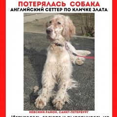 Подробнее об объявлении «Санкт-Петербург Пропала собака» Фото: пропала собака Английский сеттер «Санкт-Петербург Пропала собака» в г. Санкт-Петербург
