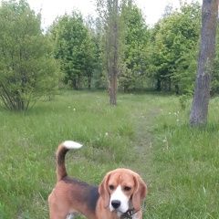 Подробнее об объявлении «Липецк Пропала собака» Фото: пропала собака Бигль «Липецк Пропала собака» в г. Липецк