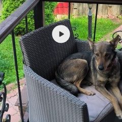 Подробнее об объявлении «Балабаново Пропала собака сука 8лет» Фото: пропала собака  «Балабаново Пропала собака сука 8лет» в г. Балабаново