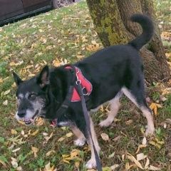 Подробнее об объявлении «Пропала собака кобель Бурмакино» Фото: пропала собака  «Пропала собака кобель Бурмакино» в г. Бурмакино