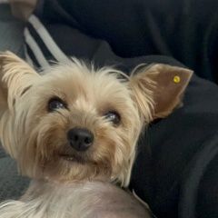 Подробнее об объявлении «Тула Пропала собака йорк девочка» Фото: пропала собака Йоркширский терьер «Тула Пропала собака йорк девочка» в г. Тула